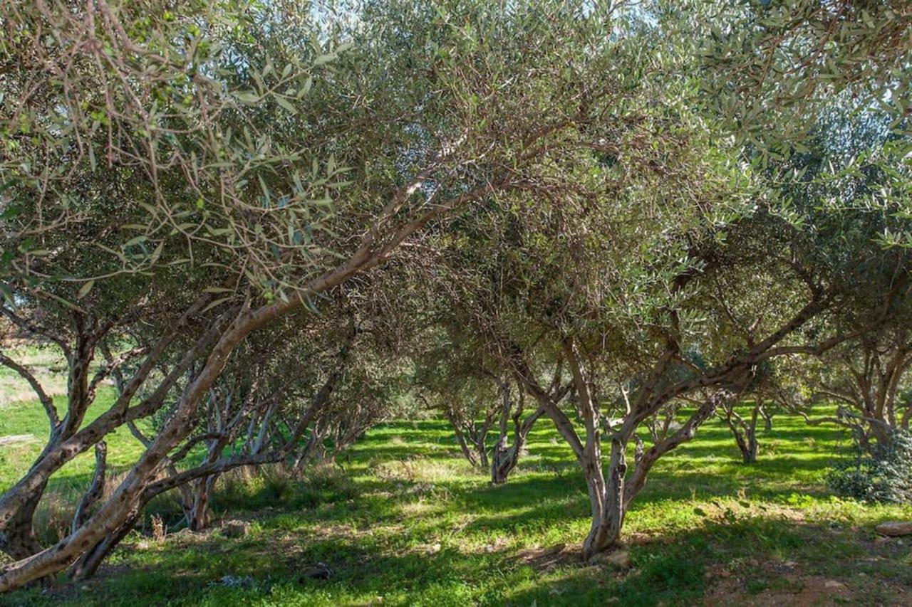 Olive Tree Farm 200M From The Beach Επισκοπή Χανίων Εξωτερικό φωτογραφία